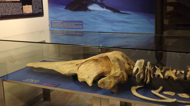 Pasquetta con i grandi cetacei fossili al Museo Paleontologico di Asti