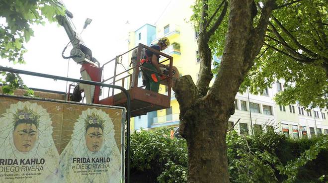 Rimosso dalla Protezione Civile un albero pericolante in piazza del Palio