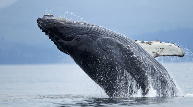 Sabato 20 e domenica 21 arriva una balena in collina a Chiusano