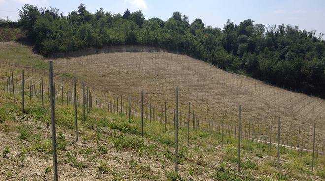 Grazzano Badoglio, estirpa bosco e impianta vigneto abusivo, imprenditore denunciato dalla Forestale