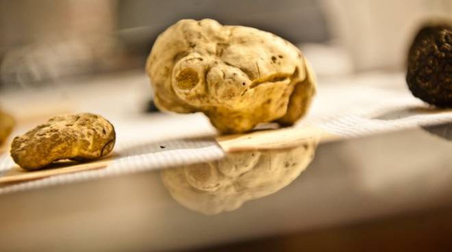 Canale, domenica 6 è tempo del “Tartufo di Sant’Andrea”