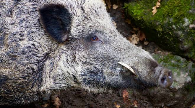 Confagricoltura Asti: «Fauna selvatica da problema a risorsa»