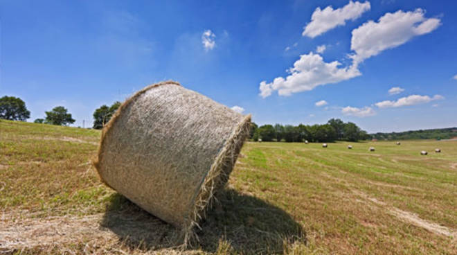 In Italia consumata negli ultimi 20 anni il 15% di campagna