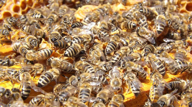 Allergia punture di api, vespe, calabroni, al via campagna informazione in Piemonte e Val d'Aosta.