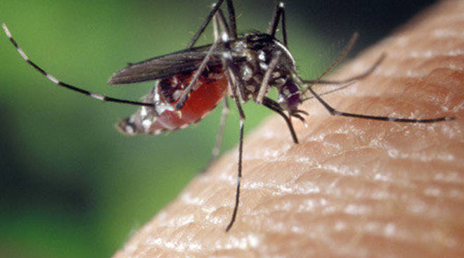 Zanzara tigre: massima allerta nella provincia di Asti