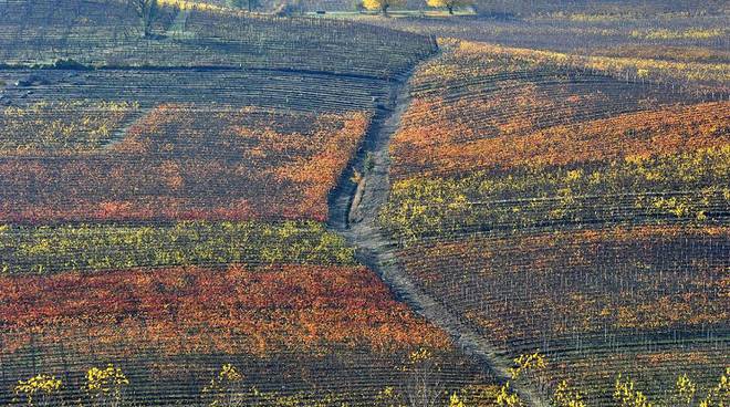 Domenica a Golosoria Milano la premiazione della Barbera d'Asti