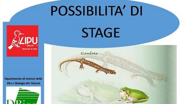 Possibilità di stage con la Lipu di Asti per il programma di censimento di anfibi 