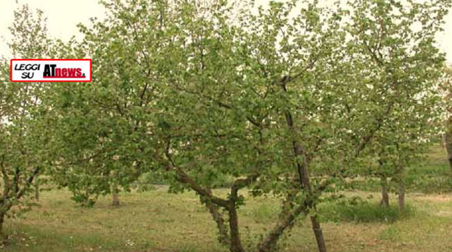 Asti, all’Istituto Tecnico Agrario Penna un corso di potatura del frutteto e noccioleto