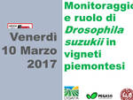 Costigliole d'Asti: venerdì il convegno “Monitoraggio e ruolo di Drosophila suzukii in vitigni piemontesi”