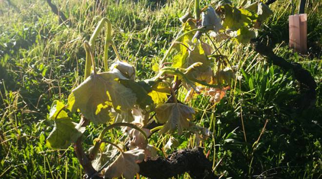 Entro il 15 giugno la comunicazione danni alle produzioni agricole per le gelate di aprile