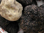 tartufi, tartufo