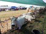 23a Mostra Interprovinciale Bovini di razza piemontese Valfenera