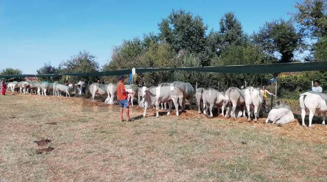 23a Mostra Interprovinciale Bovini di razza piemontese Valfenera