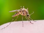 west nile virus