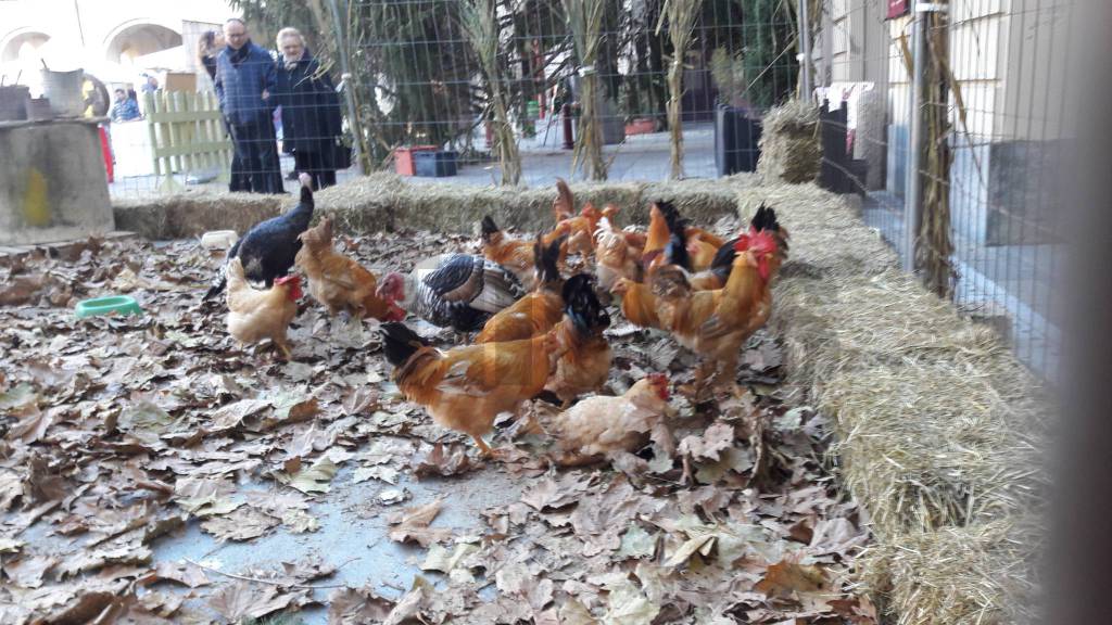 Fiera del Cappone 2018 San Damiano d'Asti