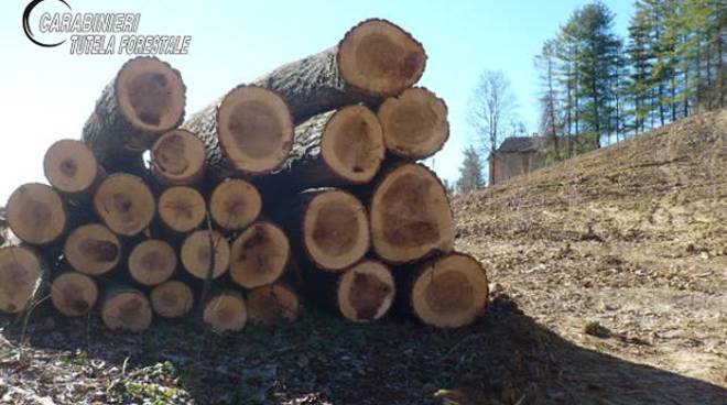 carabinieri forestali taglio bosco