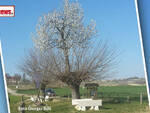 bialbero di casorzo d'asti