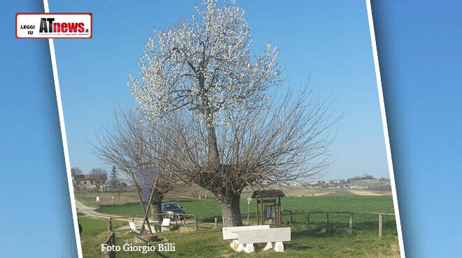 bialbero di casorzo d'asti