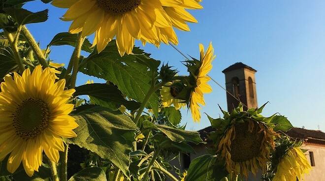 girasoli a ferrere