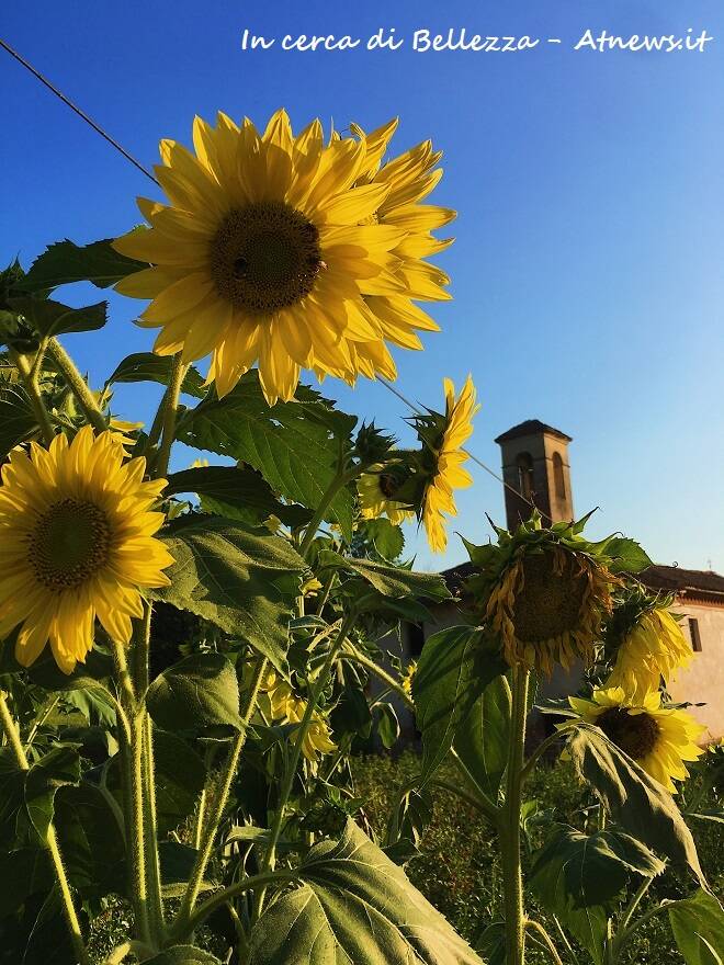 girasoli a ferrere