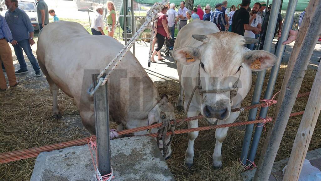 Fiera del Bestiame Calamandrana 2019