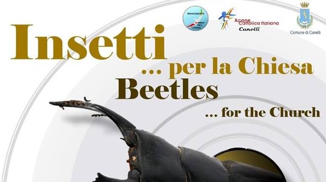 mostra insetti canelli