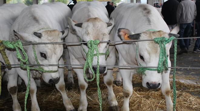 Grande rassegna di bovini piemontesi di sottorazza albese della coscia