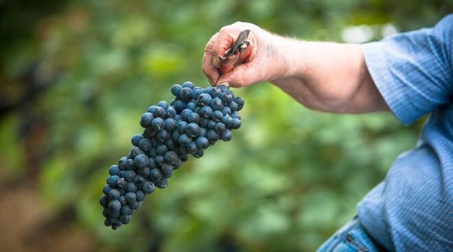 vendemmia barbera d'asti