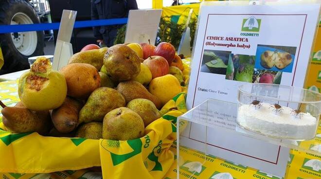 Frutta rovinata dalla Cimice Asiatica - Coldiretti Piemonte