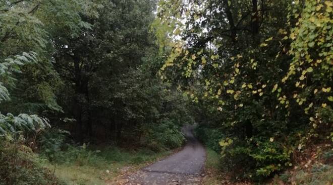 alberi su strada castelnuovo belbo