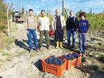 Vendemmia Rocca Cigliè Ph @MattiaClerico L'Unione Monregalese