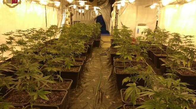 coltivazione marijuana canelli