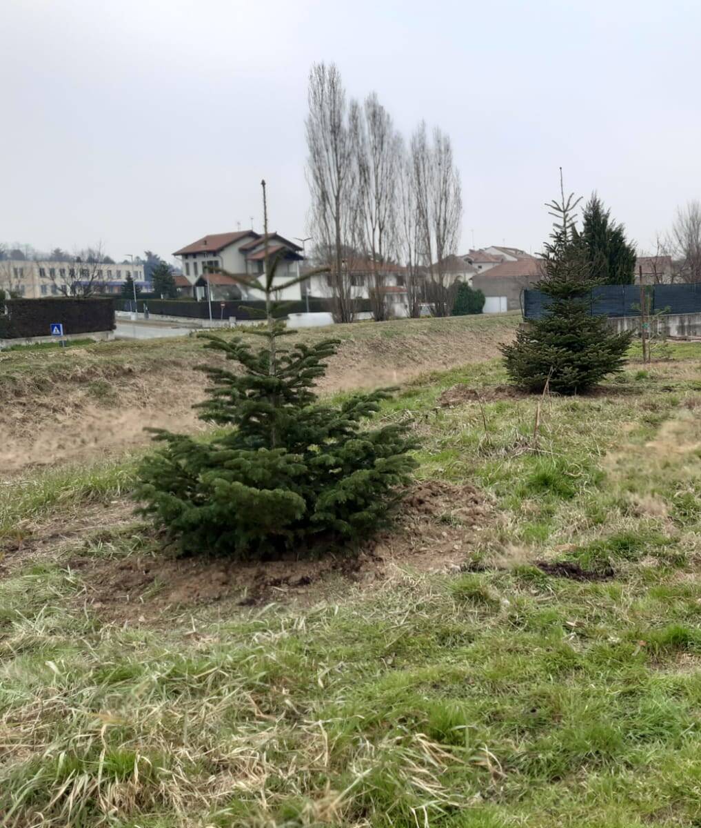 cerimonia alberi scuola media nizza monferrato