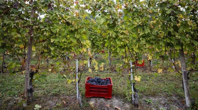 alba città del vino