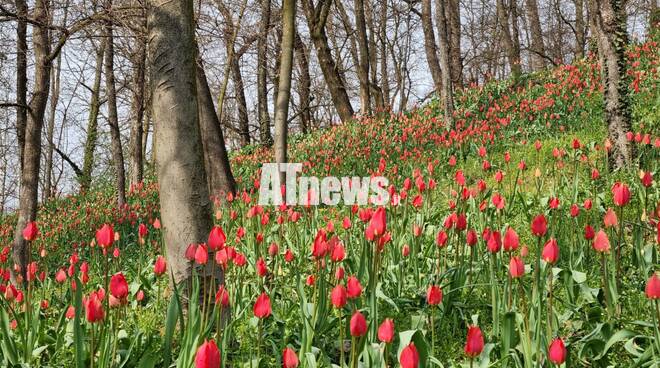 Fioritura Tulipani a Govone 2021