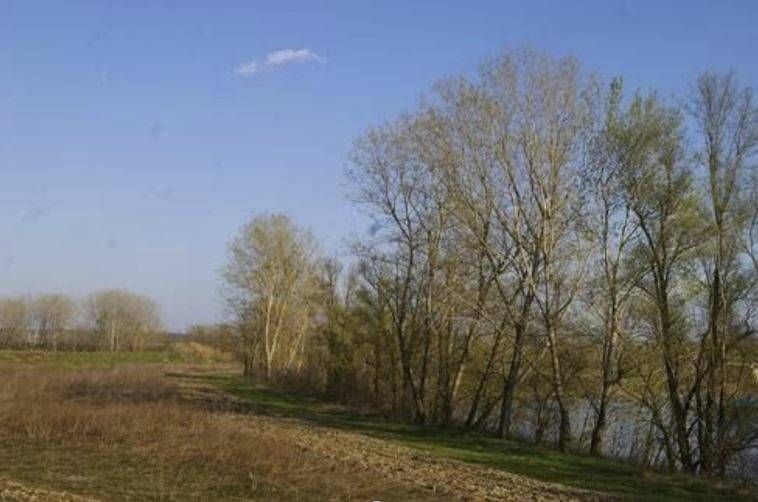  Intervento sul Tanaro e vegetazione