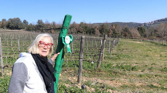 La vite simbolo di rinascita e sostenibilità per la festa delle Donne del Vino 2021