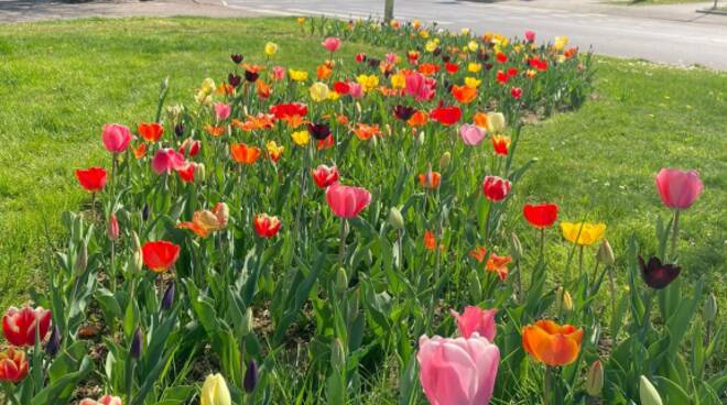 Alba: aiuole cittadine in fiore grazie agli oltre 3.000 bulbi donati da Messer Tulipano di Pralormo