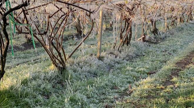 danni gelate aprile foto confagricoltura piemonte