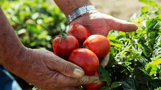 tomato revolution altromercato