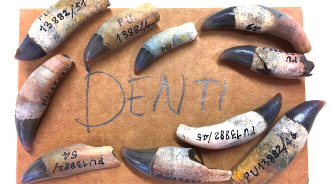 delfino preistorico camerano casasco denti cranio e luogo ritrovamento