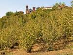 nocciole, fiera nocciola castellero