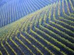 Langhe, vigneti