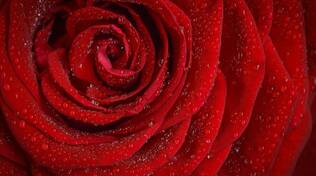 rose san valentino pixabay