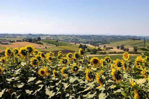 oro monferrato nord astigiano tartufo nero