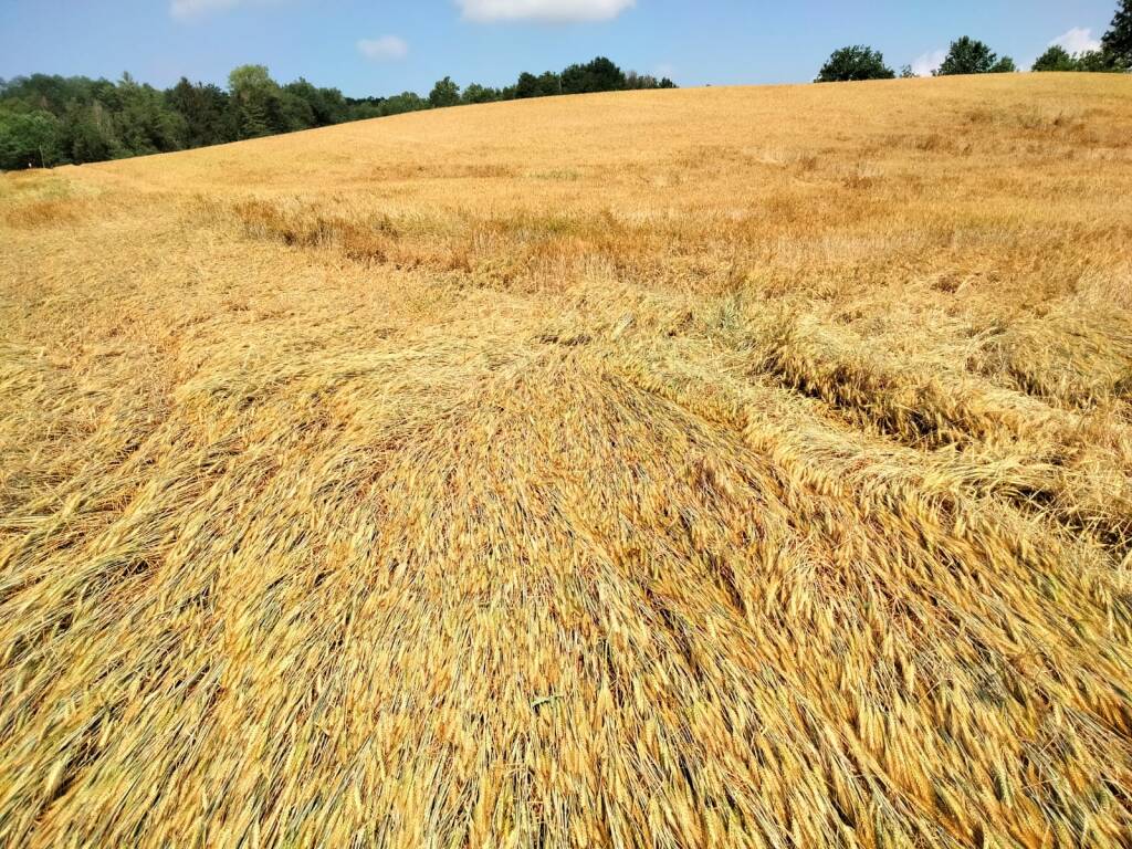 Danni da maltempo nell'Astigiano 06062022 foto coldiretti Asti