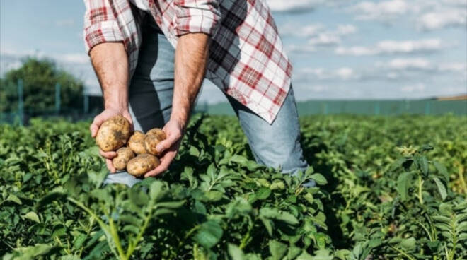 manodopera agricola foto asti agricoltura