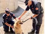 carabinieri cani