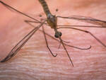 west nile virus depositphoto