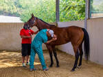 Visite veterinarie palio asti  Alessandro